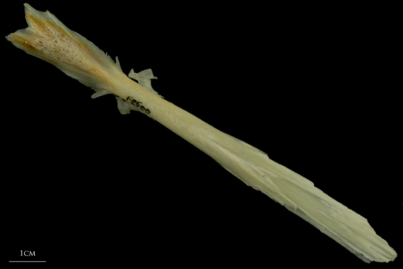 Northern pike parasphenoid ventral view