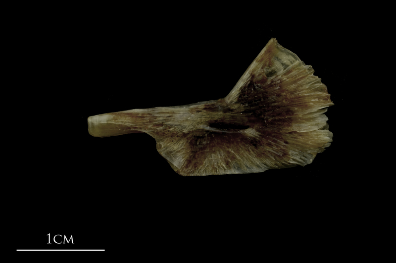 Brill ceratohyal medial view