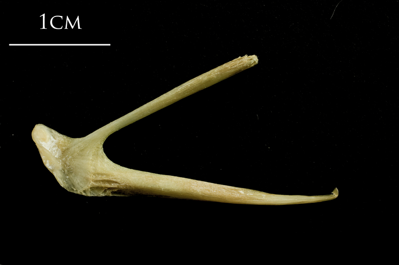 European hake posttemporal medial view