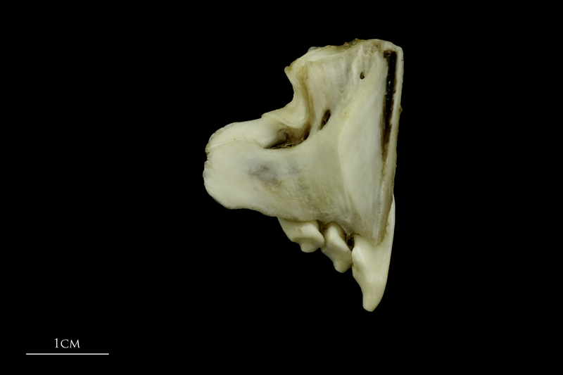 Grey Triggerfish premaxilla medial view