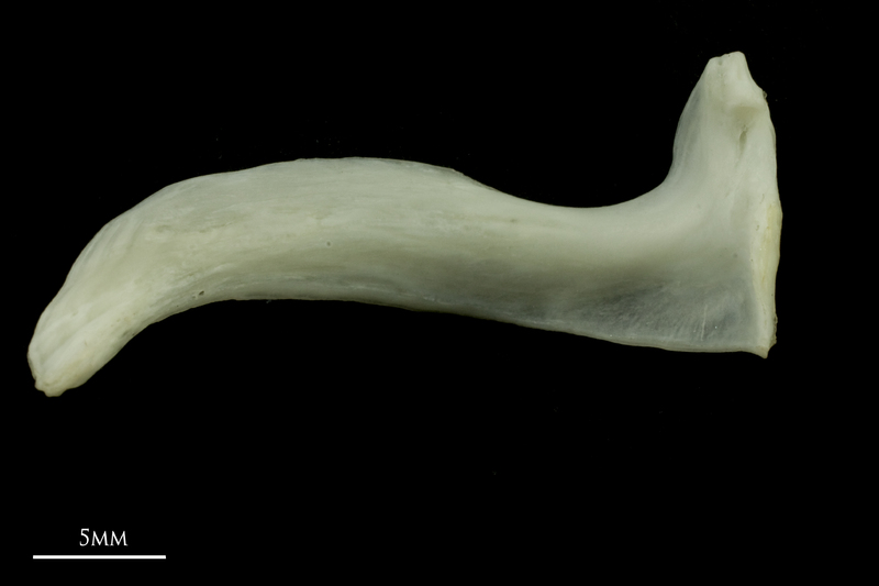 Common carp premaxilla medial view