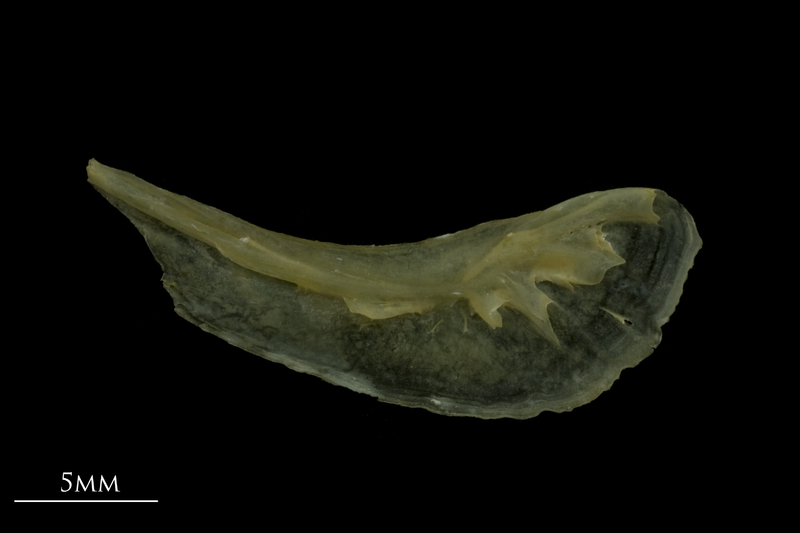 Arctic Char preopercular medial view