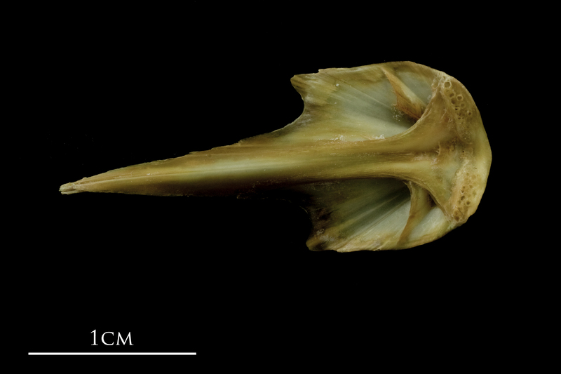 John dory vomer ventral view