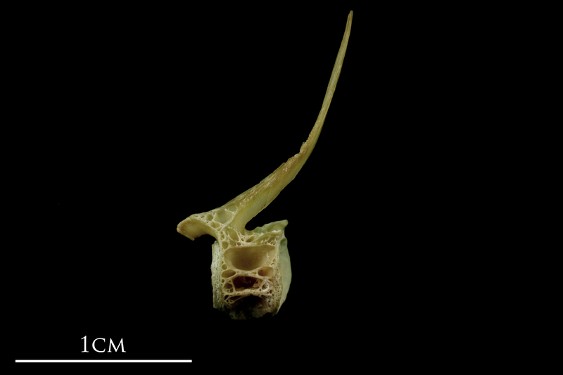 John dory precaudal vertebra lateral view