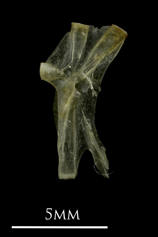 Sandsmelt hyomandibular medial view