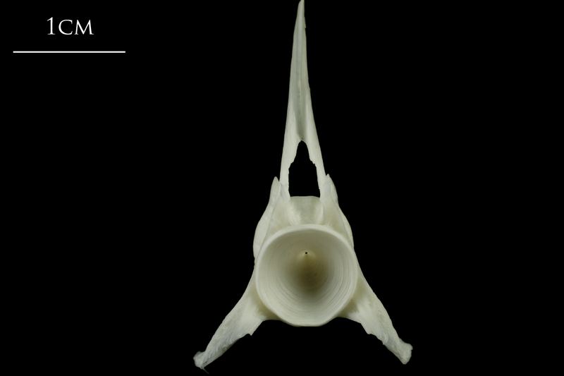 Ling precaudal vertebra anterior view