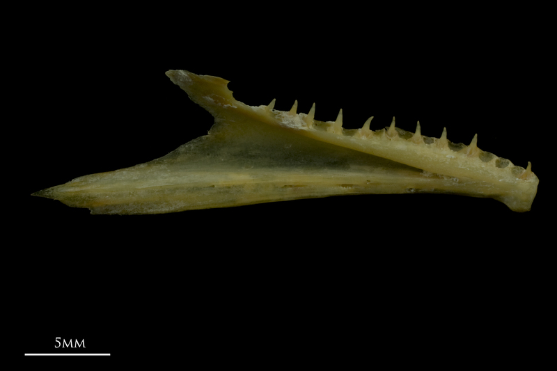 Arctic Char dentary medial view