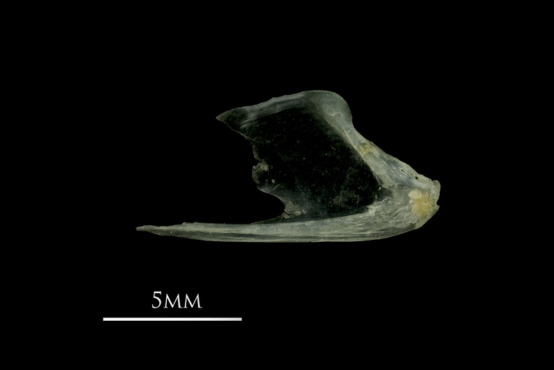 European sprat dentary medial view