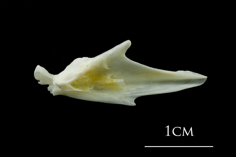 European plaice articular medial view