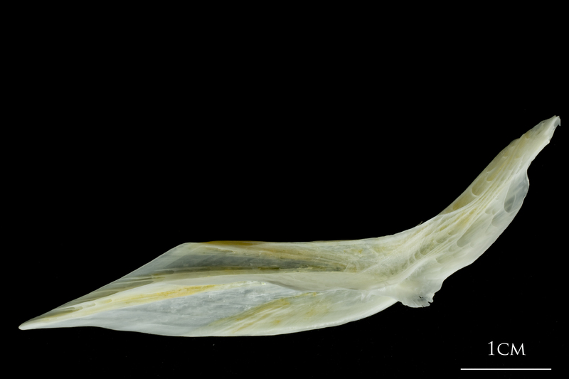 European plaice cleithrum medial view