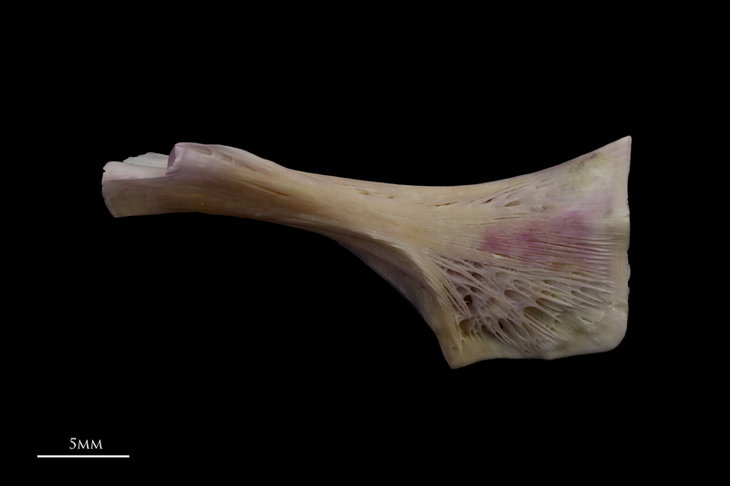 Tub gurnard ceratohyal lateral view