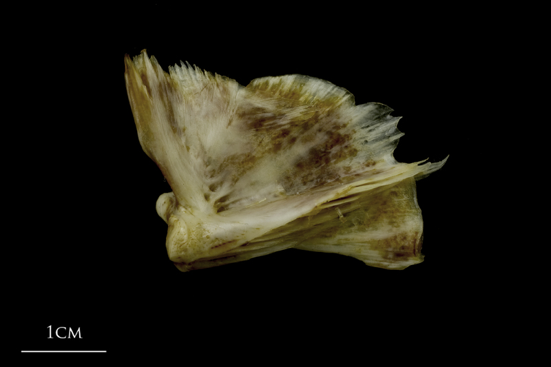 European conger quadrate lateral view