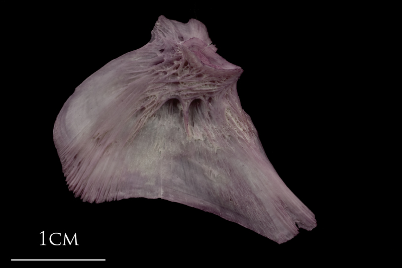 Wels catfish opercular medial view