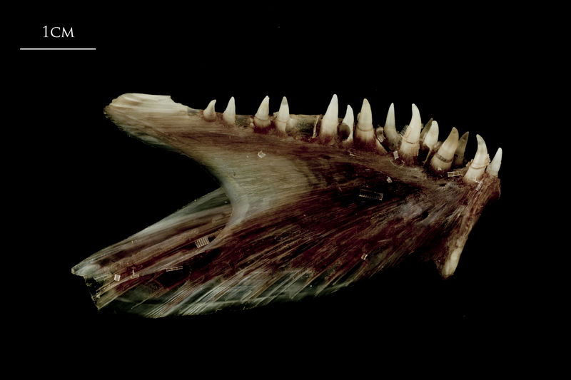 Atlantic halibut dentary medial view