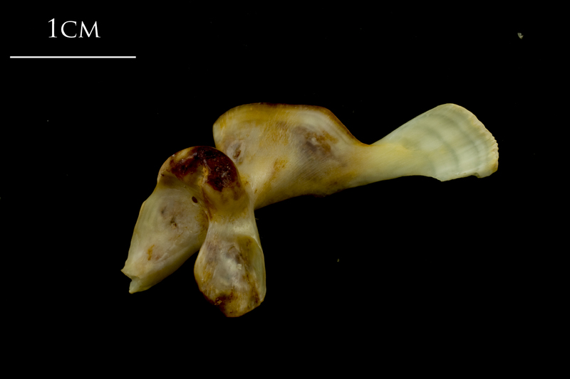 Ballan wrasse maxilla lateral view