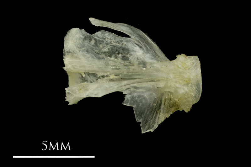 Ruffe basioccipital ventral view