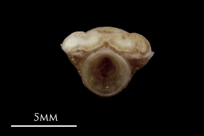 Red seabream first vertebra anterior view