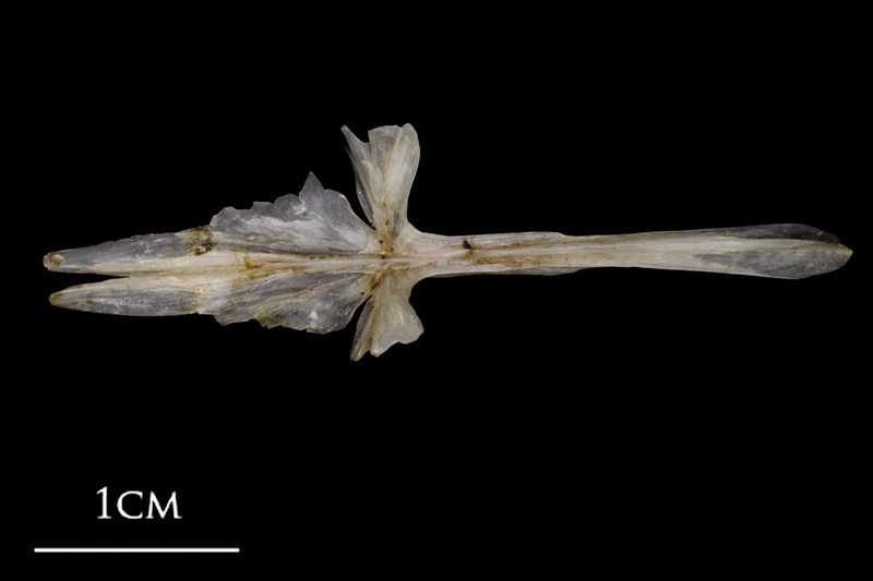 Sea scorpion parasphenoid ventral view