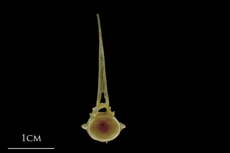 Spanish mackerel precaudal vertebra anterior view