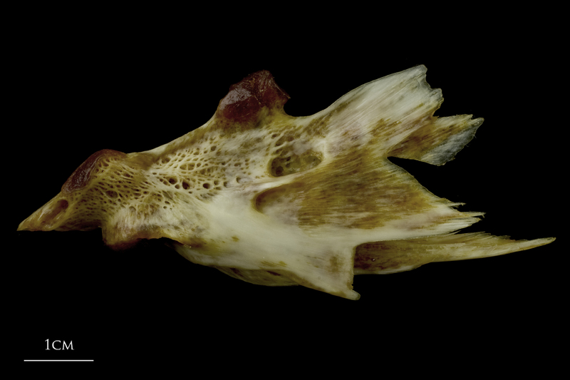 European conger hyomandibular lateral view