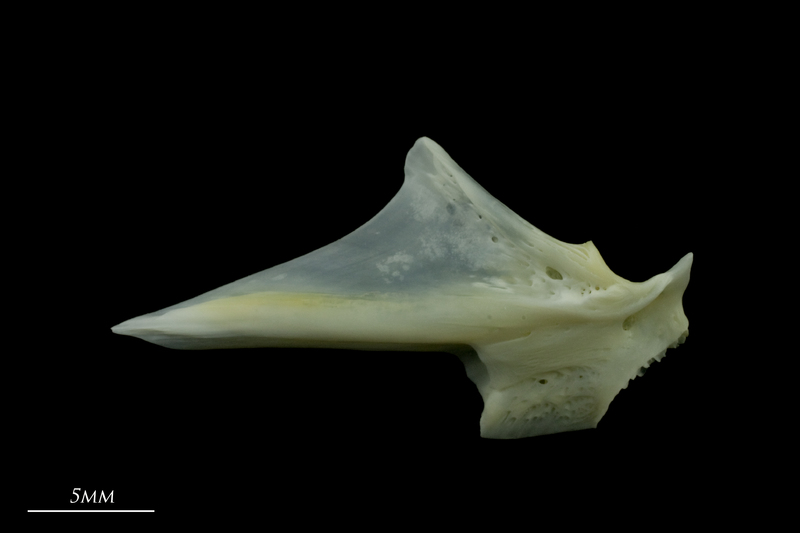 European seabass articular lateral view