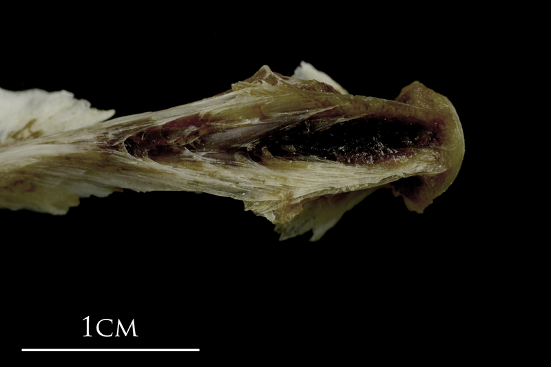 Brill basioccipital ventral view