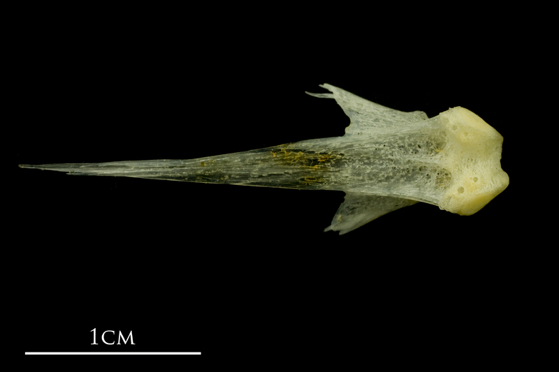 Atlantic mackerel vomer ventral view