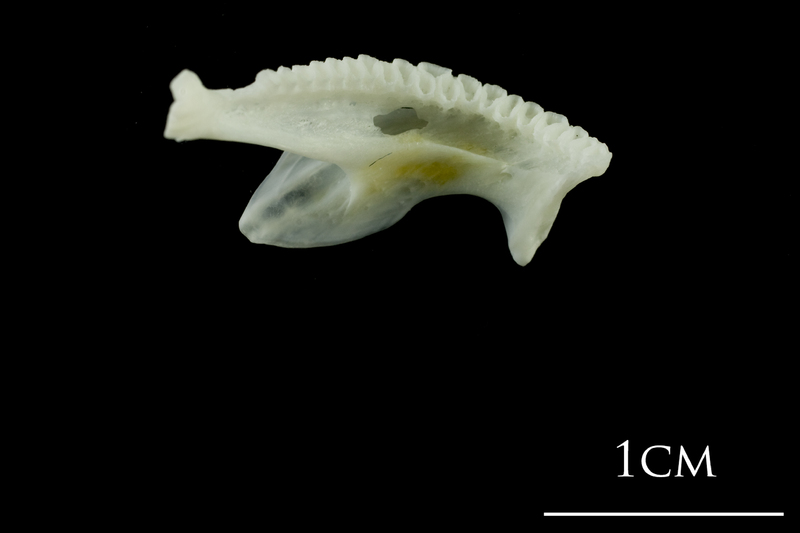 European plaice dentary medial view