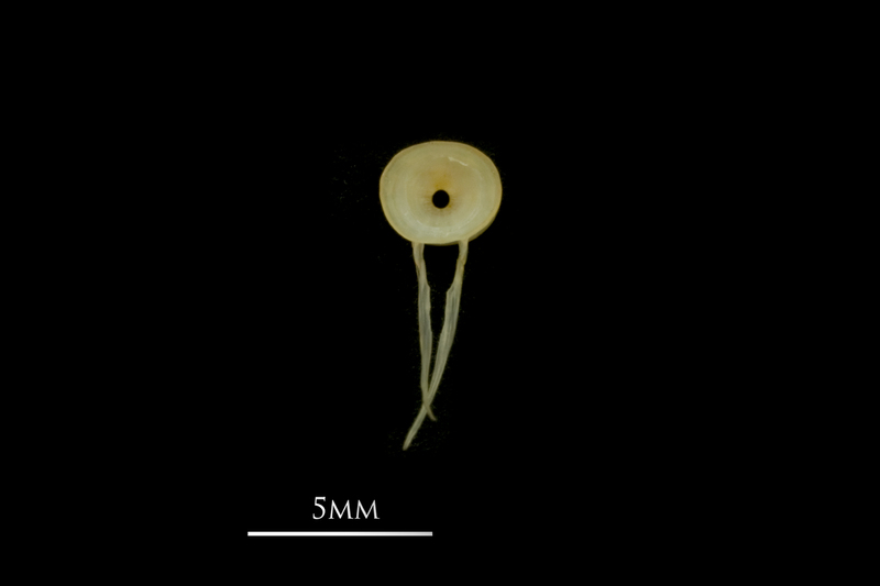 European smelt caudal vertebra anterior view