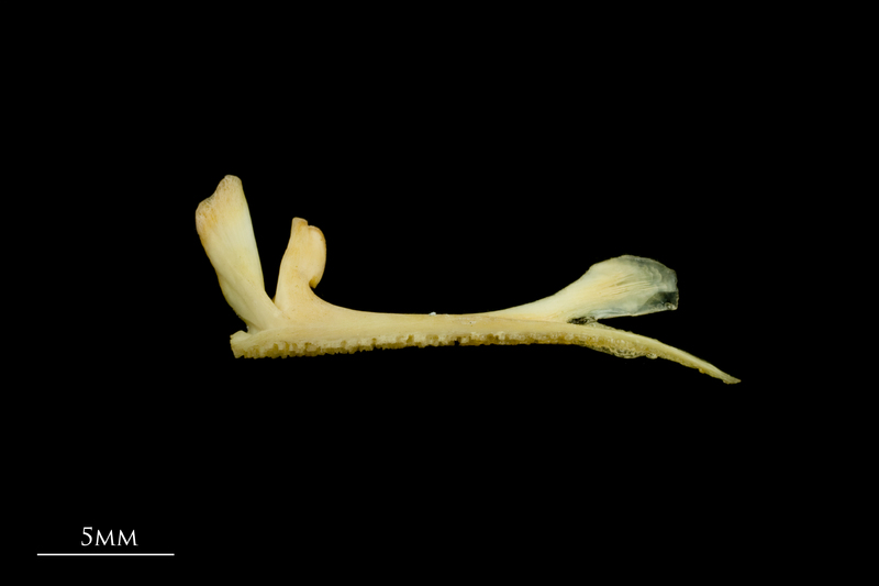 Greater forkbeard premaxilla lateral view