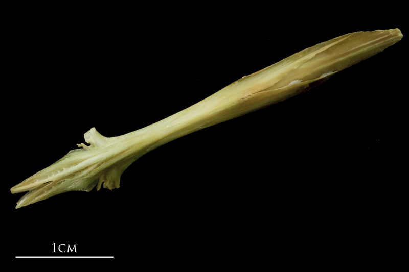 John dory parasphenoid ventral view