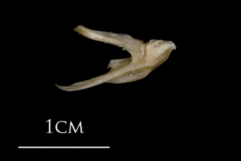 White grouper posttemporal medial view