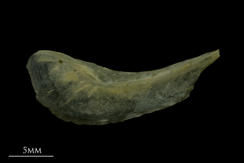 Arctic Char preopercular lateral view