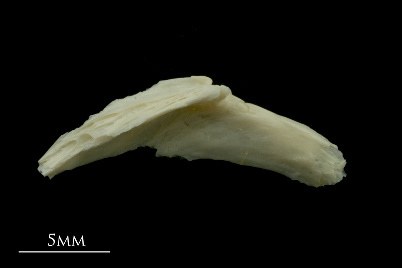 Dragonet preopercular medial view