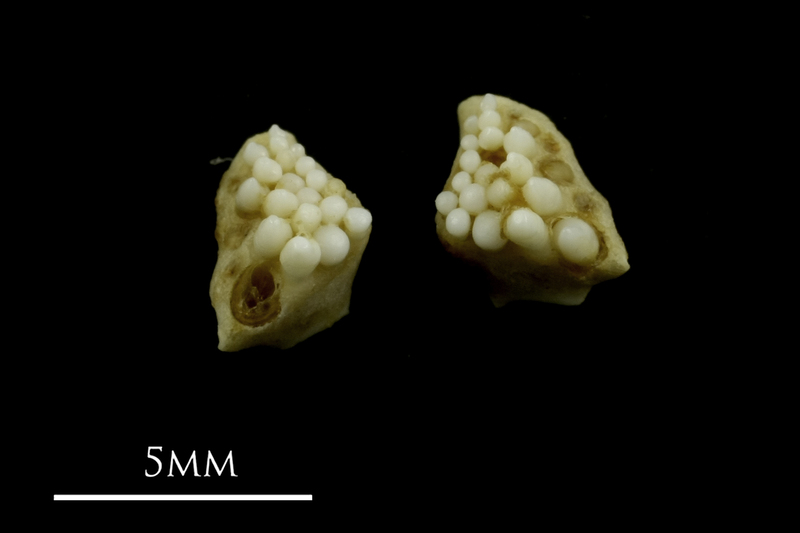 Corkwing wrasse pharyngeal ventral view