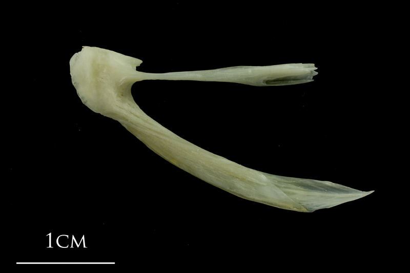 Whiting posttemporal medial view