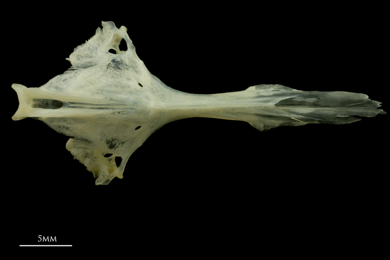 Red mullet basioccipital parasphenoid ventral view