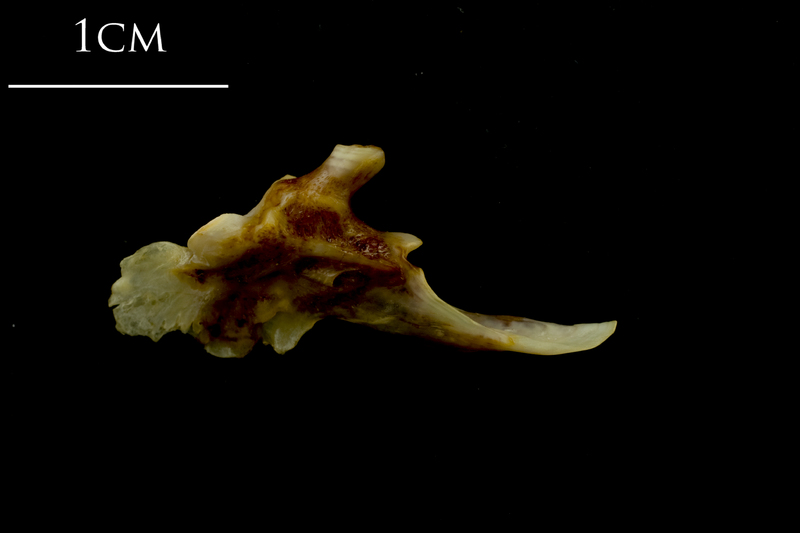 Ballan wrasse posttemporal medial view