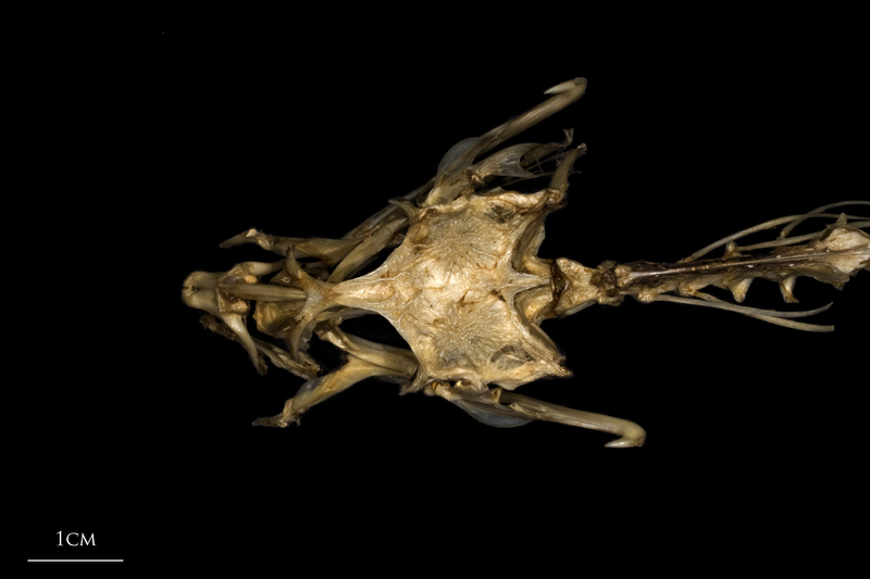 Dragonet skull dorsal view