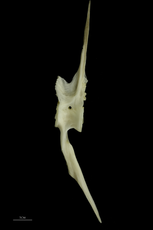 Grey Triggerfish precaudal vertebra lateral view