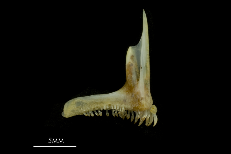 Black seabream premaxilla medial view