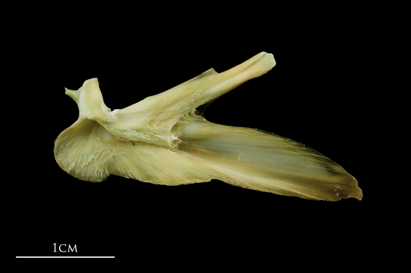 John dory articular medial view