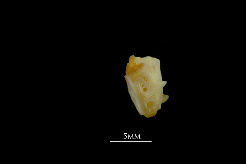 Gilthead seabream first vertebra lateral view