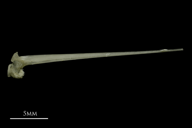 Common pandora spine ventral view