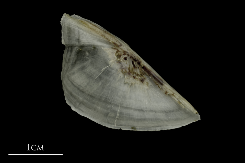 Brill preopercular lateral view