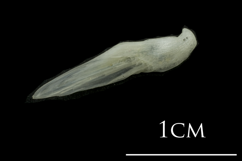 European plaice supracleithrum medial view