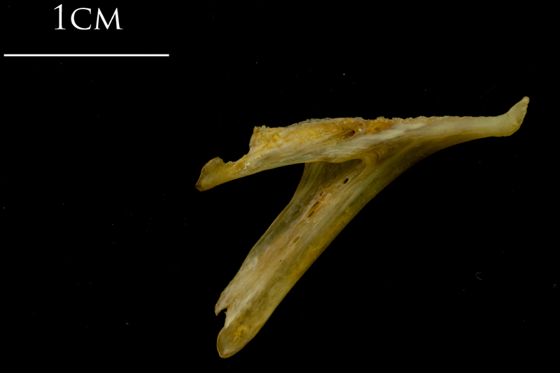 Thinlip grey mullet  dentary medial view