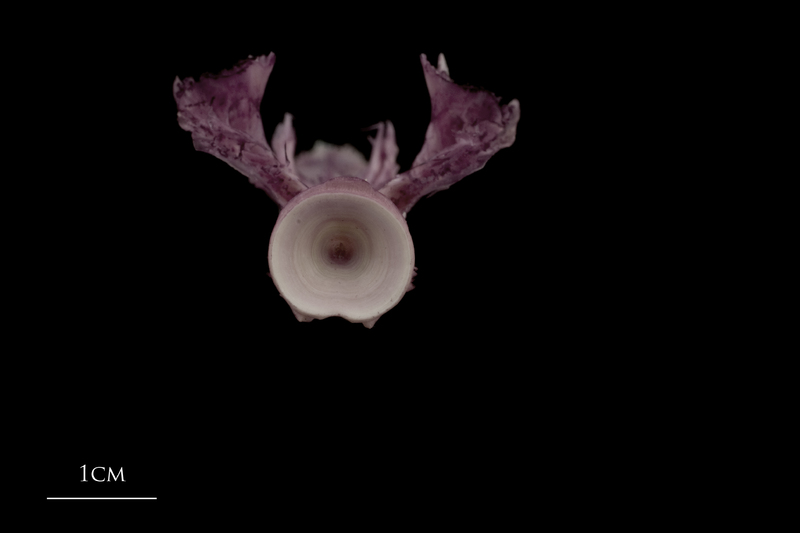 Wels catfish basioccipital posterior view