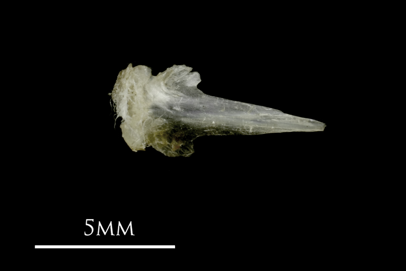 Sandsmelt vomer ventral view