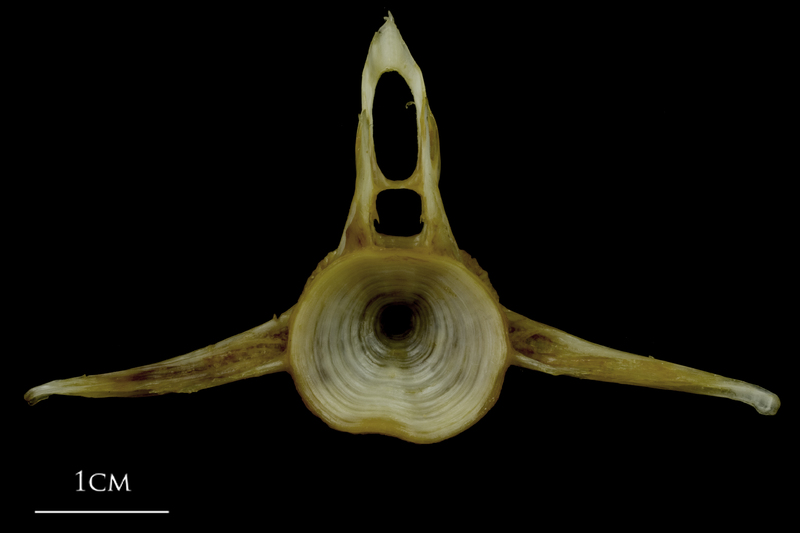 European conger precaudal vertebra anterior view